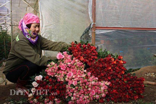 Hoa trong vườn của bà Bốn luôn tươi đẹp, đậm màu nhờ chăm sóc tỉ mỉ và đầy đủ dinh dưỡng. Ảnh: Văn Long.