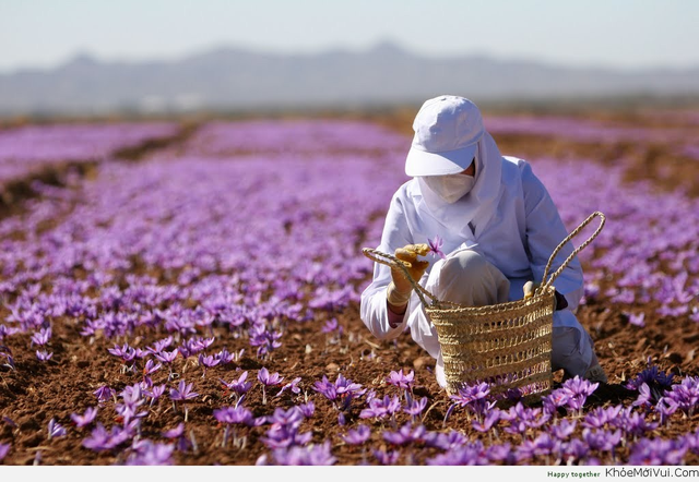 Nhụy hoa Nghệ Tây (Saffron) là một trong 10 loại gia vị đắt nhất thế giới và là sản phẩm thế mạnh của Iran.