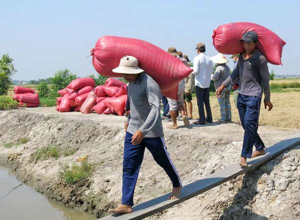 Sản xuất lúa gạo vẫn cờn manh mún, thủ công.