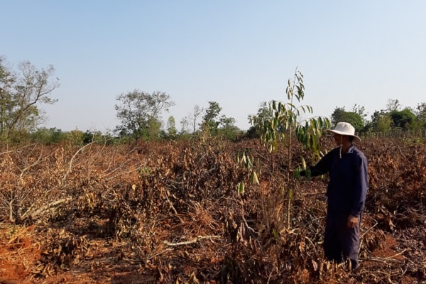 Không chỉ ký hợp đồng trồng tiêu mà cả cây sầu riêng nhưng đến nay vẫn chưa có phương án bồi thường cụ thể