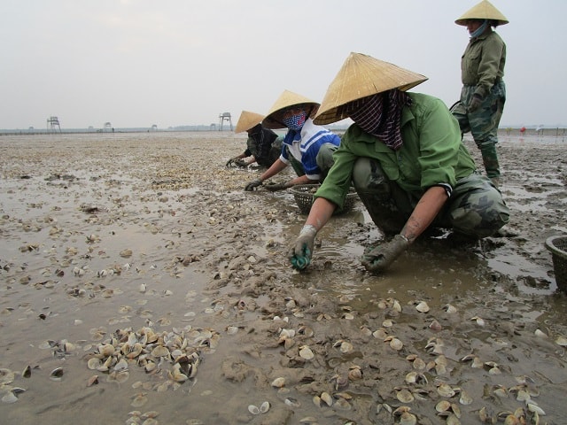 Nhiều người phụ nữ các huyện ven biển Hoằng Hóa, Hậu Lộc sau thời gian xuất cảnh trái phép đã trở về quê lao động bình thường