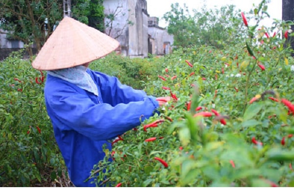 Người nông dân vất vả trồng trọt nhưng lại phó mặc 
