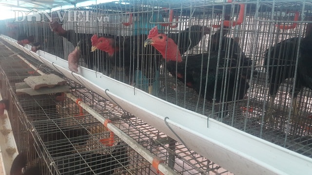 Gà lai chọi sinh trưởng phát triển, thích nghi được với cả thời tiết nắng nóng hay lạnh giá.