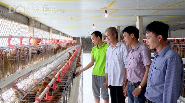 Nhờ nuôi gà lai chọi để bán giống mà mỗi năm gia đình anh Trọng thu lãi hơn 300 triệu đồng.