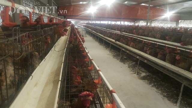Cận cảnh mô hình nuôi gà lai chọi sinh sản của anh Nguyễn Văn Trọng ở xóm 11, xã Kim Tân, huyện Kim Sơn.