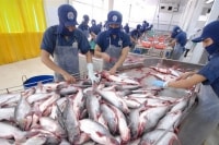 Doanh nghiệp ngành cá tra lạc quan sẽ “thắng lớn” năm 2019