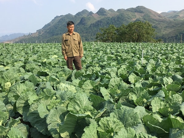 Tiết lộ bí quyết chỉ trồng rau cải bắp lãi hàng trăm triệu/năm