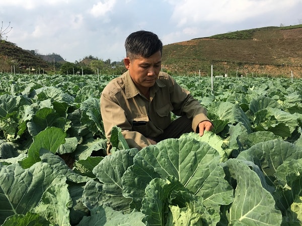 Nhờ trồng rau cải bắp theo tiêu chuẩn VietGAP, ông Dũng đã sắm được xe hơi xây nhà lầu.