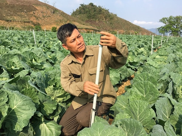 Ông Dũng đang theo dõi quá trình phát triển của rau cải bắp.