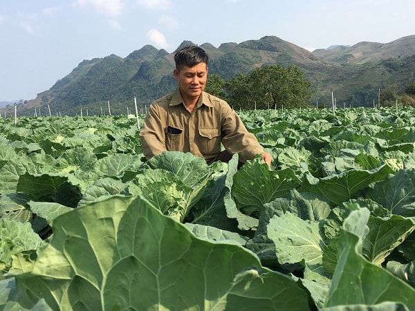 Nhờ cách chăm sóc tốt, vườn rau của ông Dung luôn phát triển xanh tốt.