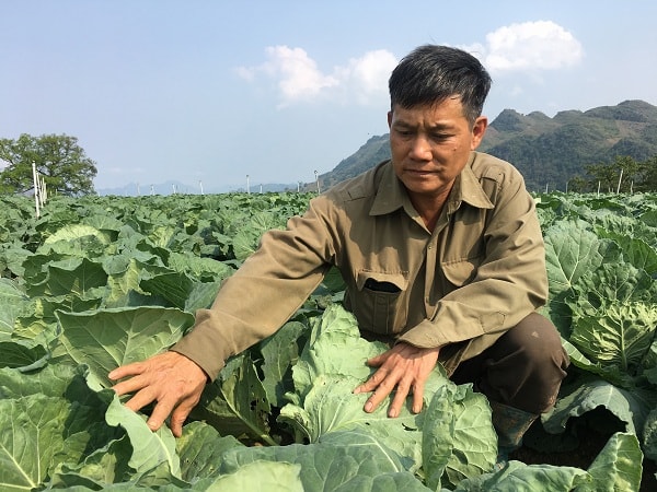 Ông Dũng đứng ra thành lập HTX rau sạch nông nghiệp Dũng Tiến, thu hút 15 thành viên người dân tộc tham gia.