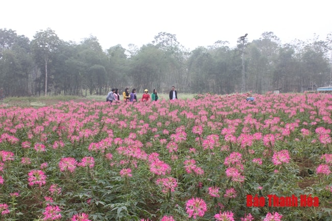 “Thung lũng hoa” của gia đình chị Phùng Thị Huy.