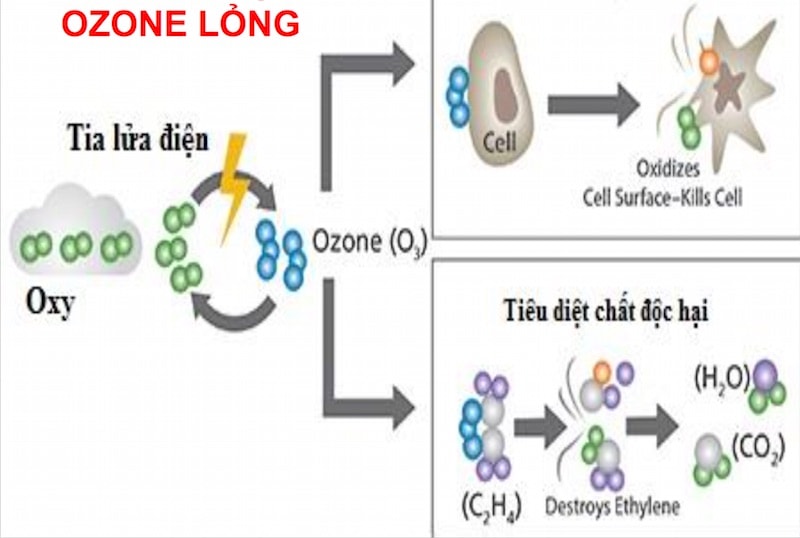 Nguyên lý sử dụng Ozone lỏng xử lý tồn dư hóa chất trong đất và tiêu diệu nấm bệnh