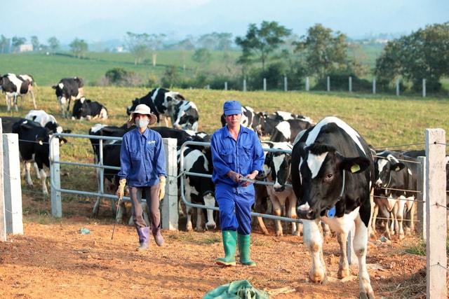 Người chăn nuôi tại Mộc Châu đã gắn bó với thương hiệu Mộc Châu Milk hơn 60 năm nay