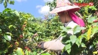 Sơn La: Doanh nghiệp đầu tư vào nông nghiệp còn gặp nhiều khó khăn