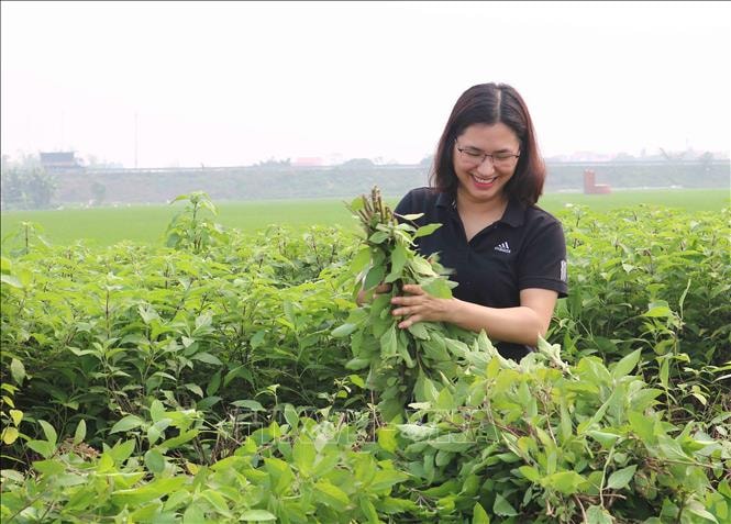 Vũ Thị Thu thu hoạch cây hương nhu để về chiết xuất ra các sản phẩm thảo dược. Ảnh: Thái Hùng/TTXVN