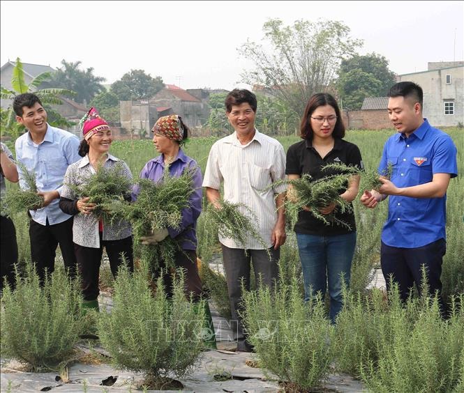 Vũ Thị Thu đang giới thiệu với thanh niên về các cây thảo dược dùng để chiết xuất ra các sản phẩm. Ảnh: Thái Hùng/TTXVN