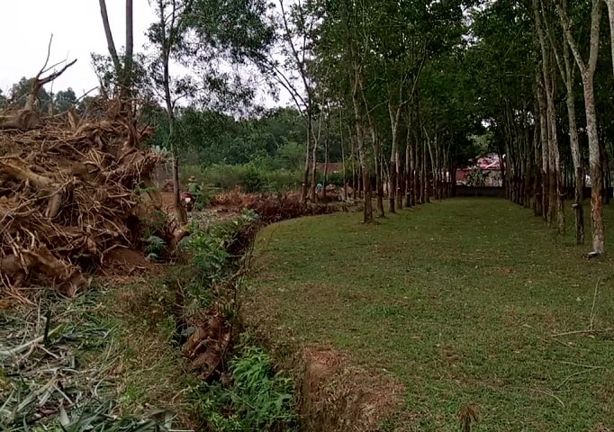 Nhiều hộ dân đang chặt bỏ cây cao su được chính quyền địa phương tuyên truyền, vận động nên cũng đã giữ lại một nửa diện tích với hy vọng giá mủ sẽ sớm lên cao