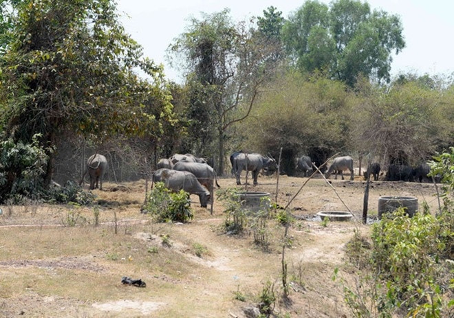 Dự án Sài Gòn Safari đã bỏ hoang dự án đến nay là 14 năm. Hiện chủ đầu tư không đủ khả năng để thực hiện. 