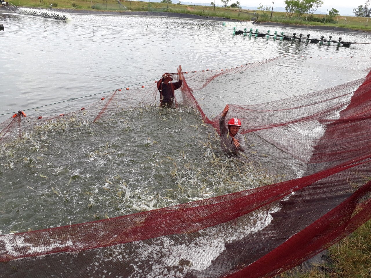 Để nâng giá trị và sản lượng, các đơn vị tham gia nuôi trồng thủy sản cũng cần phát huy nội lực, nâng cao nhận thức đảm bảo hiệu quả trong nuôi trồng.