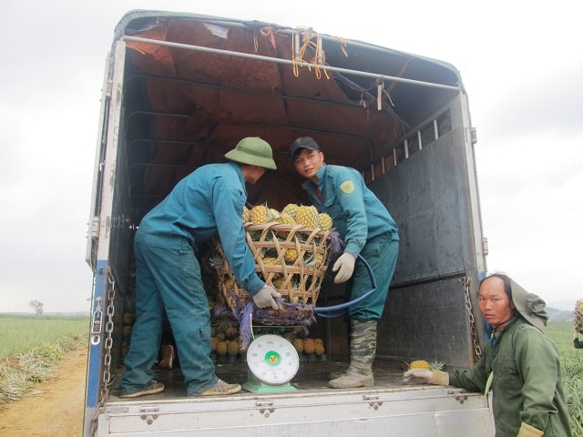 Giá dứa thấp, thương lái chê vì bán chậm, khó bán do lượng tiêu thụ dứa giảm mạnh