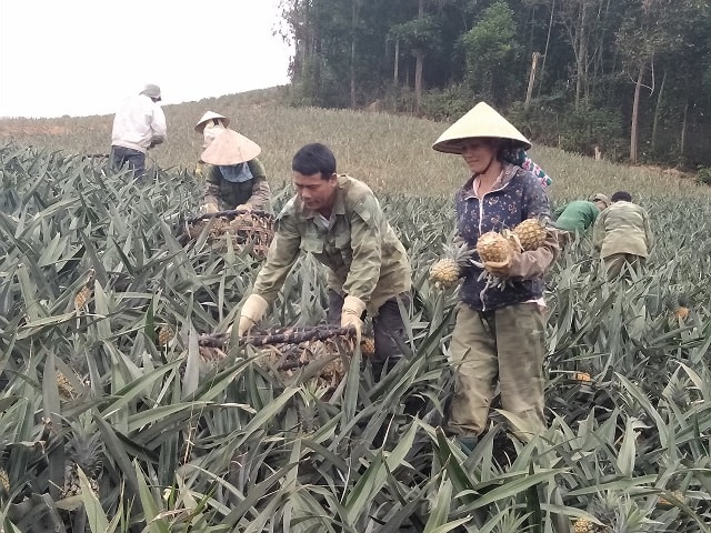 Đây là vụ thứ 3 liên tiếp dứa gai có giá thấp kỷ lục khiến người trồng như ngồi trên đống lửa