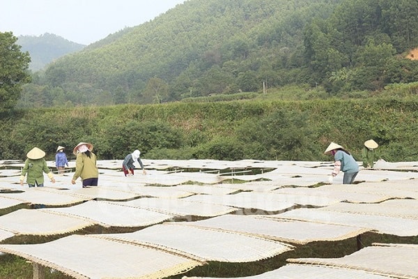 Miến dong Bình Liêu sản xuất được số lượng lớn nhưng đang gặp phải khó khăn trong vấn đề tiêu thụ