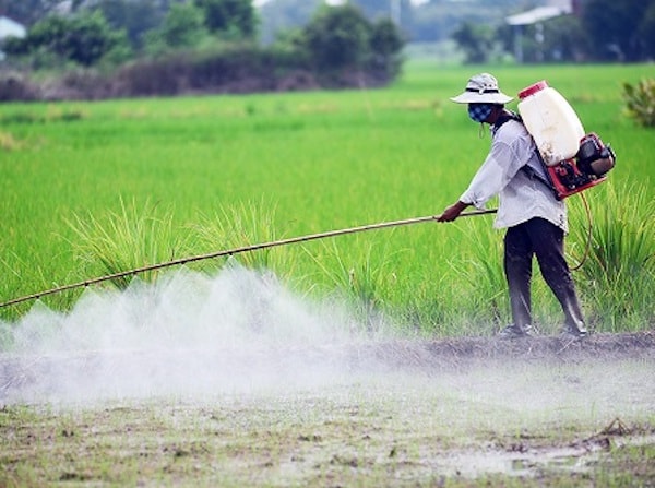 Các loại thuốc bảo vệ thực vật (BVTV) chứa hoạt chất Glyphosate khỏi danh mục được phép sử dụng ở Việt Nam.