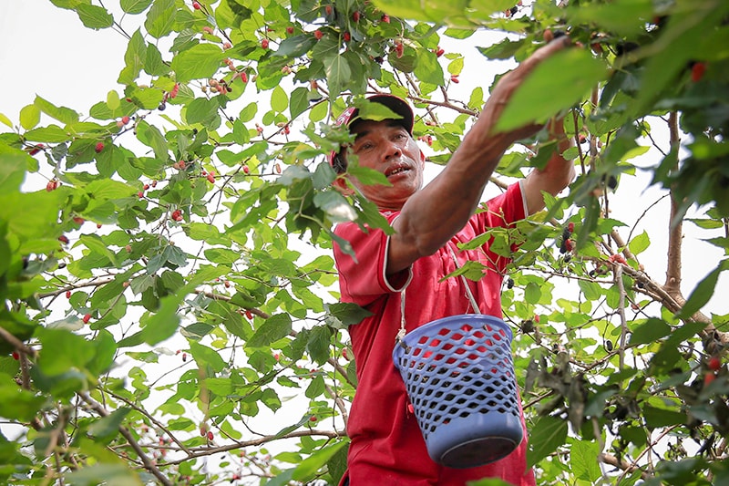 Năm nay thời tiết thuận lợi nên dâu được mùa, quả ngọt hơn năm ngoái. Với khoảng 15ha trồng dâu (5-10 tuổi), dự kiến năm nay người dân địa phương thu hái được 250 tấn, gấp đôi so với năm 2018.