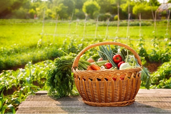 Lối sống xanh và hoàn mình vào thiên nhiên sẽ giúp con người được thư dãn, mang đến nhiều cảm xúc tích cực hơn (ảnh minh họa)