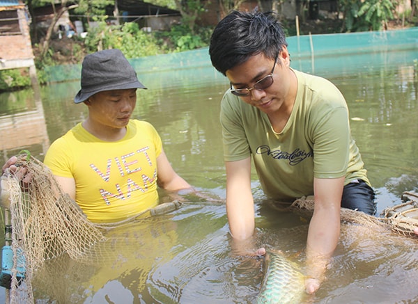 Chú cá rồng màu ngọc lục bảo, màu lạ đang được người chơi săn tìm.