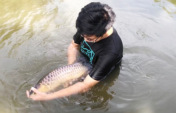 Chú cá kim long đang được nuôi tại một trang trại ở xã Sông Trầu (huyện Trảng Bom).