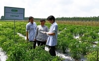 UNIBEN hỗ trợ nông dân thực hiện VietGAP, sản xuất rau an toàn