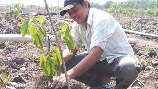 Người dân đổ xô trồng mít Thái bất chấp hệ lụy