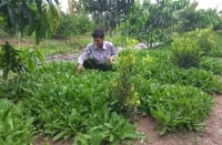 Làm giàu thành công từ dưới tán vườn xoài 