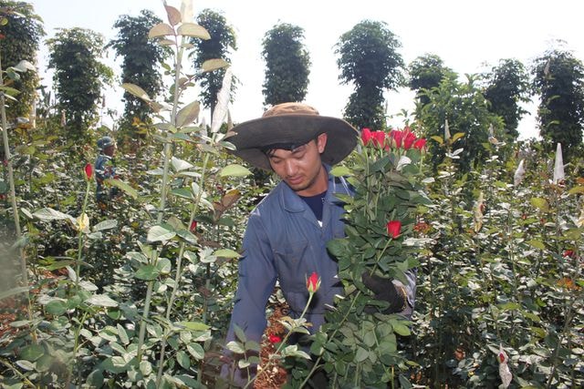 Cây hoa hồng Bắc đã mang lại thu nhập hàng trăm triệu mỗi năm cho anh Quyết