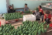 Xoài Việt có 