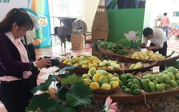 Lô xoài đầu tiên của Việt Nam xuất khẩu sang thị trường Hoa Kỳ là xoài Cao Lãnh.