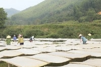 Quảng Ninh: Tìm đầu ra cho miến dong Bình Liêu