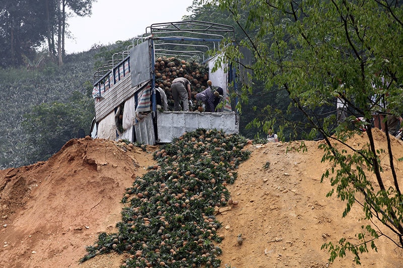 Dứa Mường Khương - Lào Cai đổ bỏ vì không ai mua (Ảnh: Vietnamnet)