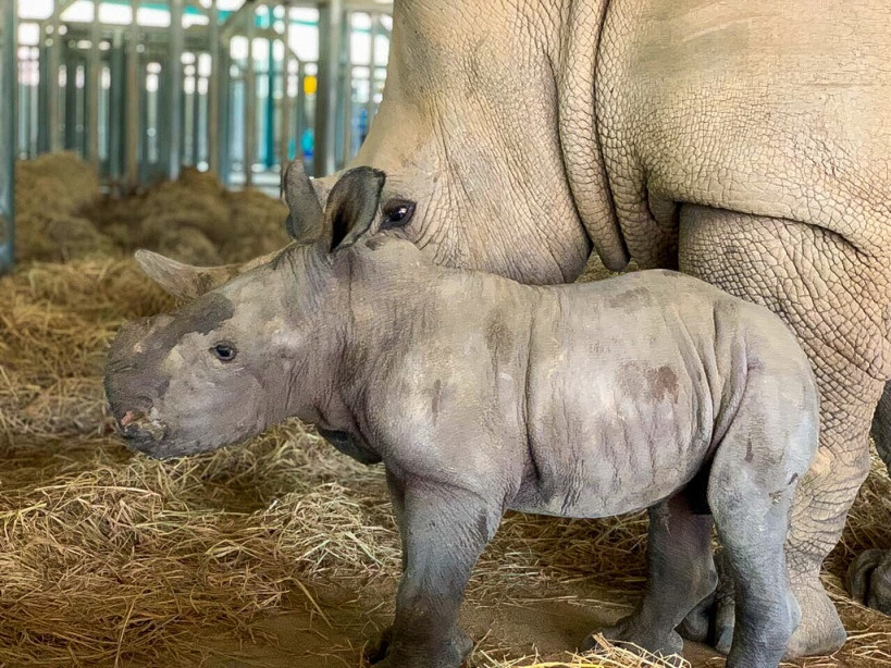 Cá thể tê giác trắng châu Phi (White Rhinoceros) thứ 2 được sinh ra tại Vinpearl Safari Phú Quốc trong vòng 1 tháng qua.