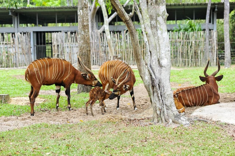 Cá thể linh dương Nyala vừa chào đời