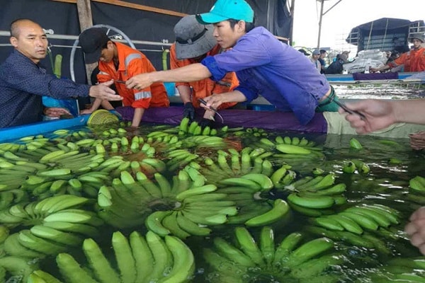 Trong vòng 10 năm qua, nguồn thu chủ lực của HAGL đã thay đổi liên tục từ bất động sản sang mía đường, bò thịt và gần nhất là trái cây. 