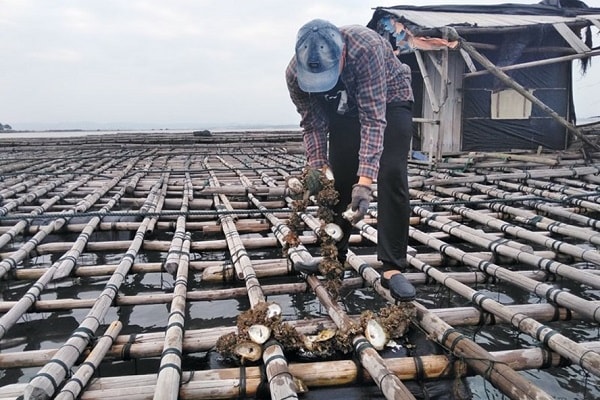 3 bè nuôi hà của gia đình anh Nguyễn Văn Hùng, tổ 12, khu Tràng Vỹ, phường Trà Cổ chuẩn bị được thu hoạch thì chết không rõ nguyên nhân khiến thất thu hàng tỷ đồng.