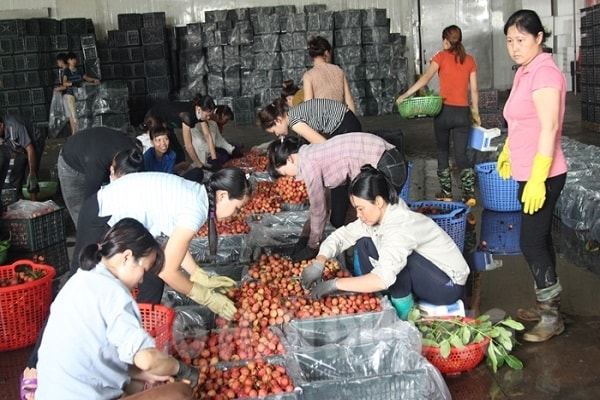 Hiện toàn tỉnh Hải Dương mới chỉ có 2 doanh nghiệp được cấp mã số 