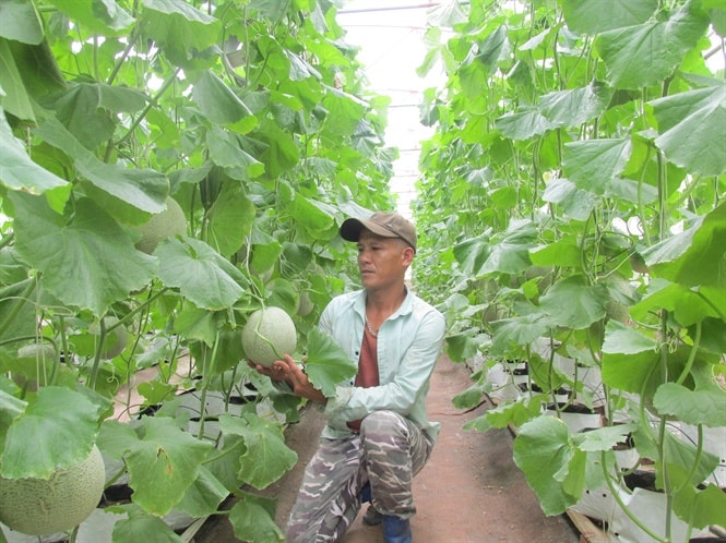 Sản phẩm của trang trại anh Phương đã kết nối được với chuỗi giá trị nông sản sạch trên toàn quốc