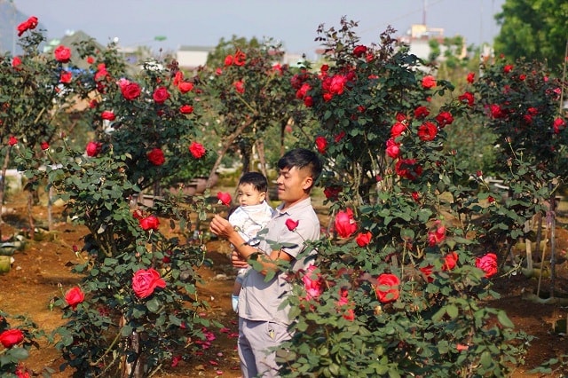 Theo anh Khương, vẻ đẹp của hoa hồng luôn cuốn hút người chơi