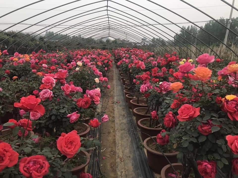 Trong vườn nhà anh Khương có hơn 1.000 chậu hồng ngoại các loại.