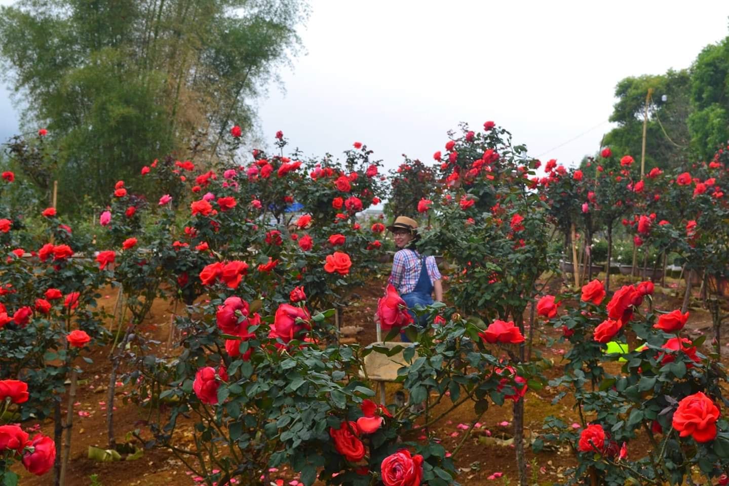 Anh Khương bỏ việc ngân hàng để trồng hoa hồng.