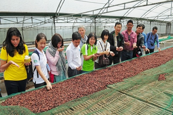 Theo thời điểm hiện nay, giá ca cao dao động khoảng 6000 – 6200/kg, cứ 1 hecta ca cao trồng xen canh người nông dân sẽ cho thu nhập khoảng 80 triệu/năm sau khi trừ chi phí